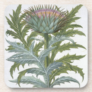 Die Karde, vom "Hortus Eystettensis" durch Bas Untersetzer