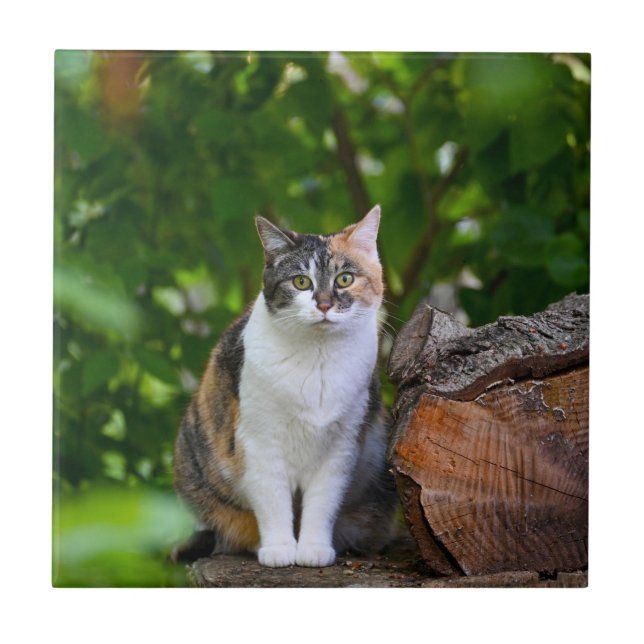 Die Katze Fliese (Vorderseite)
