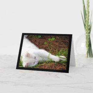 Die Katze in den Kiefernnadeln Karte