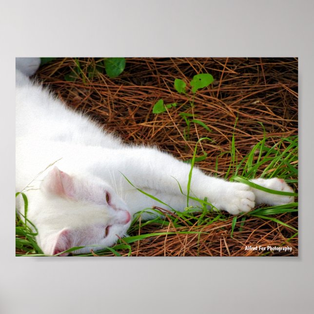 Die Katze in den Kiefernnadeln Poster (Vorne)