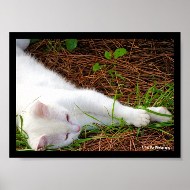 Die Katze in den Kiefernnadeln Poster (Vorne)