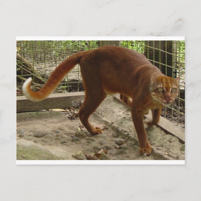 Die Katze in der Bucht (Pardofelis badia) Postkarte (Vorderseite)