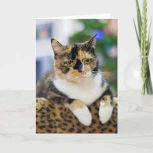 Die Katze ist nicht verwirrt Feiertagskarte