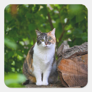 Die Katze Quadratischer Aufkleber