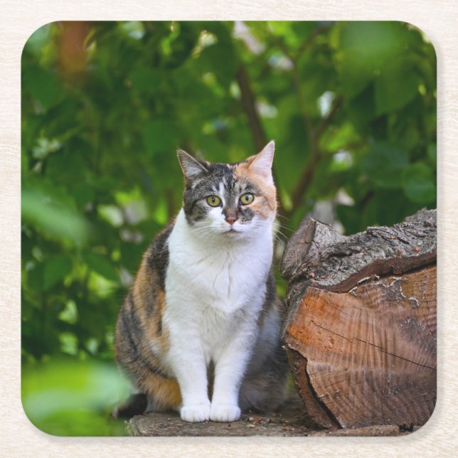 Die Katze Rechteckiger Pappuntersetzer (Vorderseite)