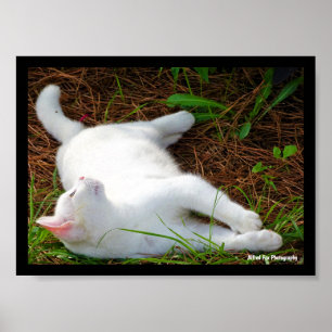 Die Katze und die Fliege Poster