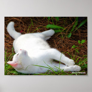 Die Katze und die Fliege Poster