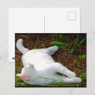 Die Katze und die Fliege Postkarte
