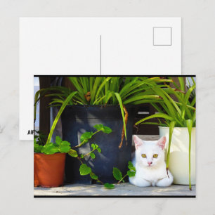 Die Katze zwischen den Pflanzen Postkarte