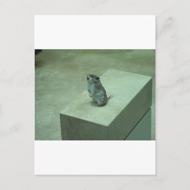 Die Killer Maus (Onychomys leucogaster) heult! Postkarte (Vorderseite)