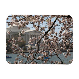 Die Kirschblüten blühen in Washington DC Magnet