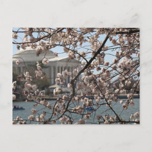 Die Kirschblüten blühen in Washington DC Postkarte