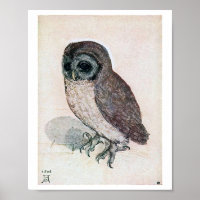Die kleine Eule, Albrecht Durer