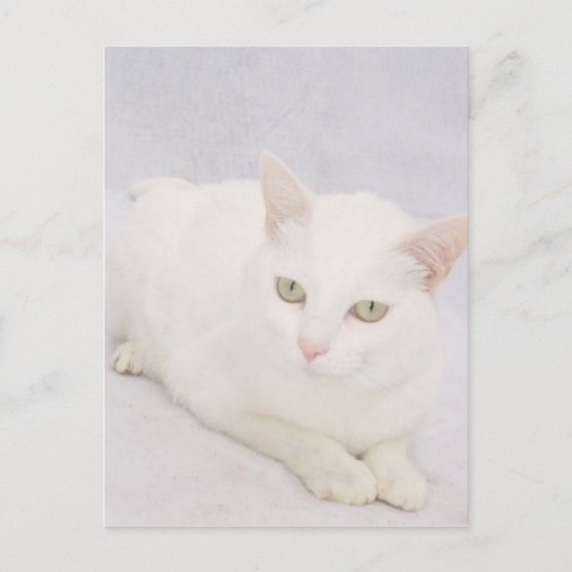 Die kleine weiße Katze Postkarte (Vorderseite)