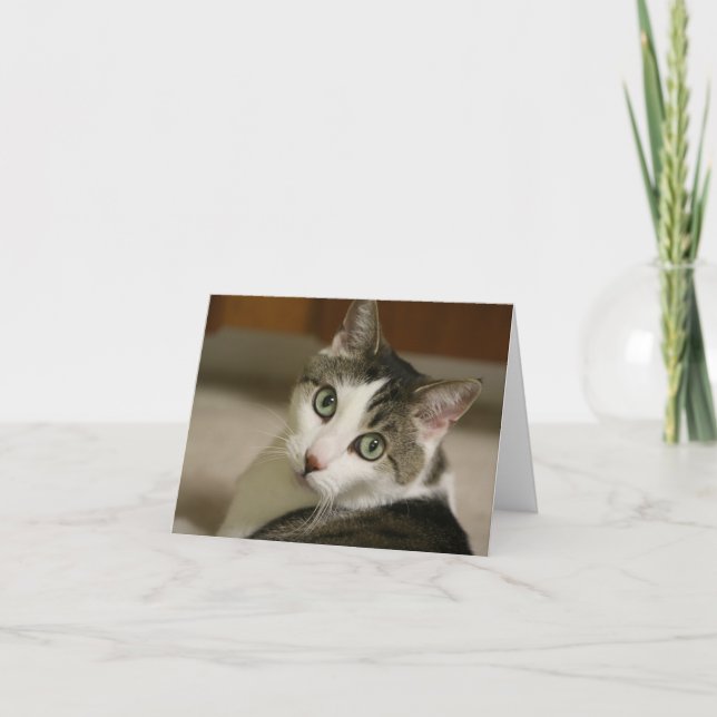 Die kleinsten Tiger-Mitteilungskarten Karte (Vorderseite)