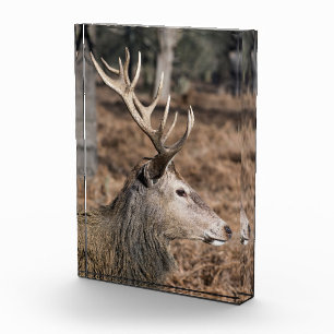 Die königlichen Hirsche im Richmond Park, London, Fotoblock