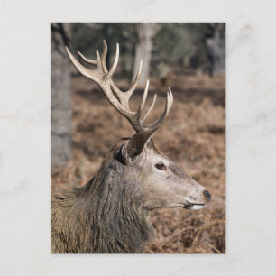 Die königlichen Hirsche im Richmond Park, London,  Postkarte