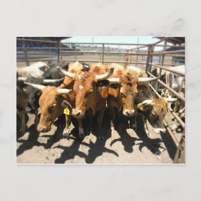 Die Kühe kamen Zuhause Postkarte (Vorderseite)