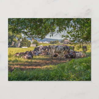 Die Kühe von Lancanster PA Postkarte