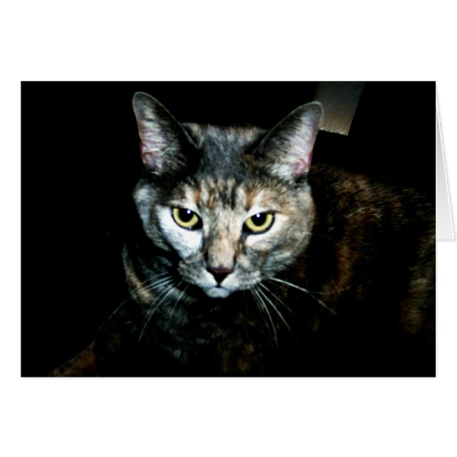 Die Kunst der Katze (Vorderseite (Horizontal))