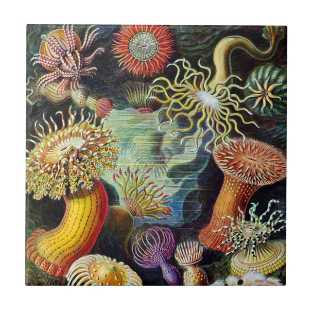 Die Kunst der Natur durch Ernst Haeckel Fliese (Vorderseite)