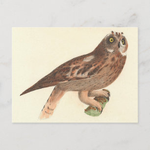 Die Kurze Eule (Otus palustris) New York Bird Postkarte