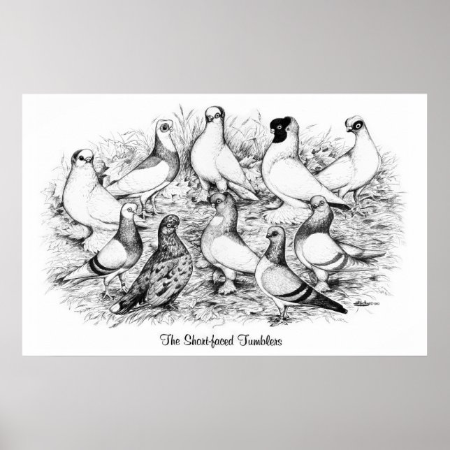 Die Kurzen Tumbler Poster (Vorne)