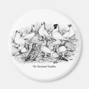 Die Kurzen Tumbler-Tauben Magnet