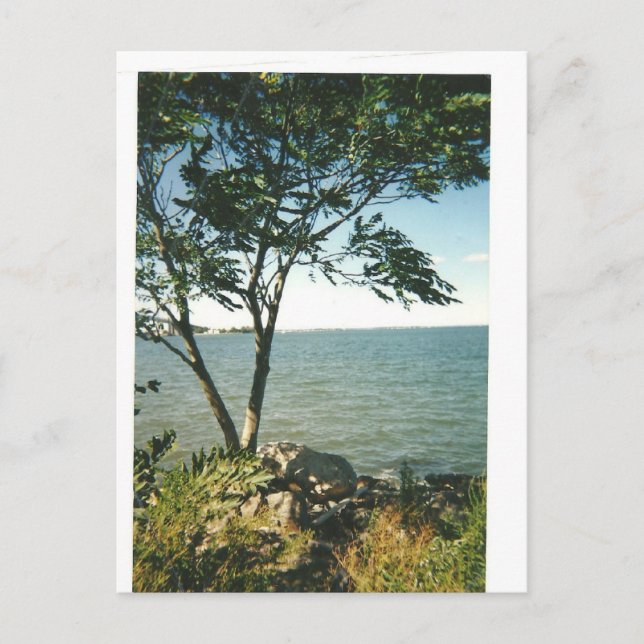 Die Landschaft des Little Bay Park Postkarte (Vorderseite)