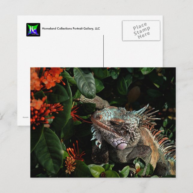 Die lebendige Iguana Post Card, US-Jungfrau Postkarte (Vorne/Hinten)