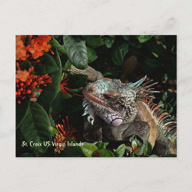 Die lebendige Iguana Post Card, US-Jungfrau Postkarte (Vorderseite)