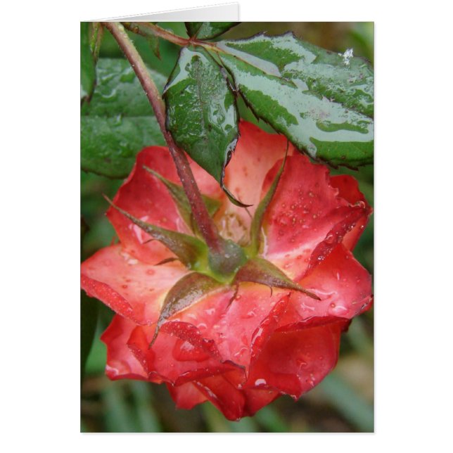 Die letzte Rose (Vorne)