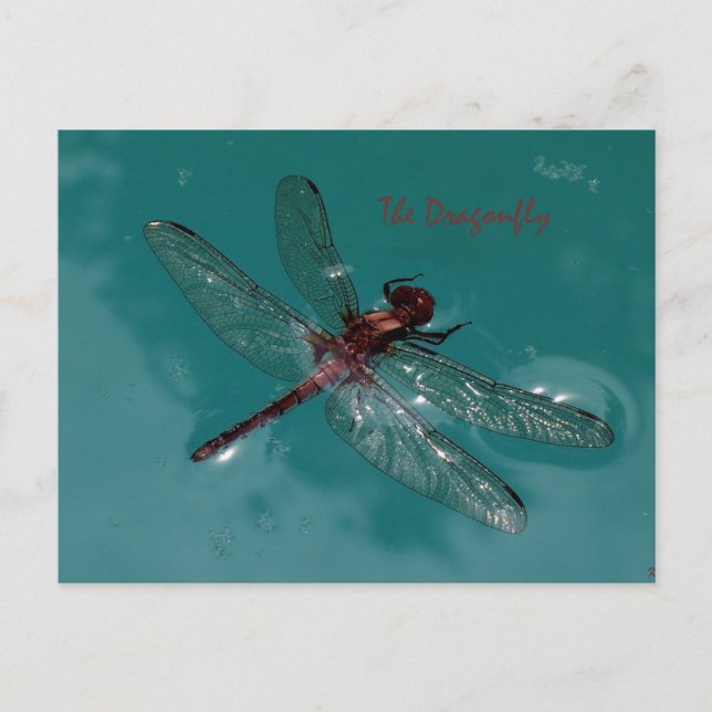 Die Libelle Postkarte (Vorderseite)