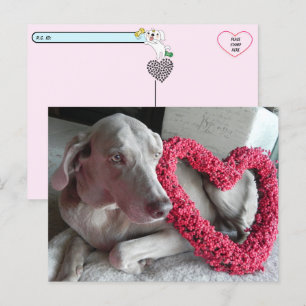 Die Liebe des Wiemaraners verschieben Postkarte