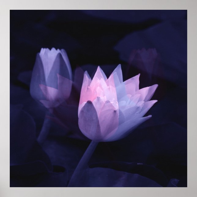 Die Liebe von Lilien.... Poster (Vorne)