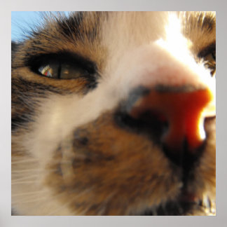 die liebste Katze der Welt Poster