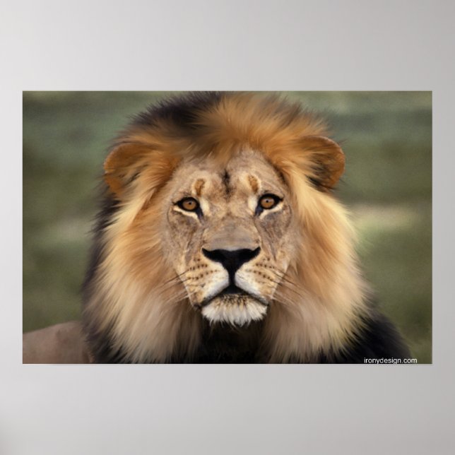 Die Löwen Poster (Vorne)