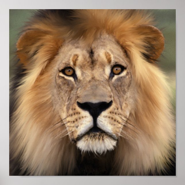 Die Löwen Poster (Vorne)