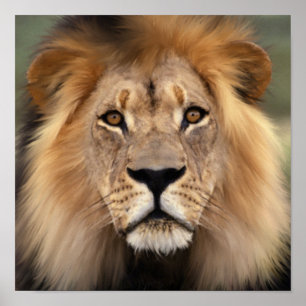 Die Löwen Poster