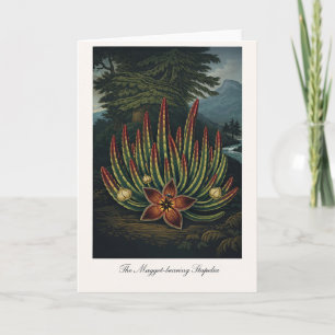 Die Maden-tragende Stapelia — Moderne botanische R Karte