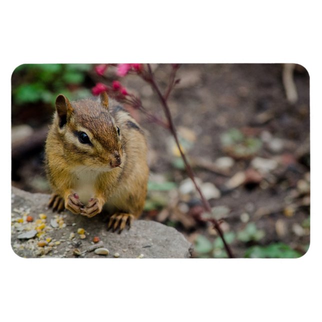 Die Mahlzeit des Chipmunks Magnet (Horizontal)