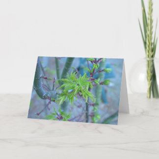 Die Mähnen-japanischer Ahorn des Löwes Karte