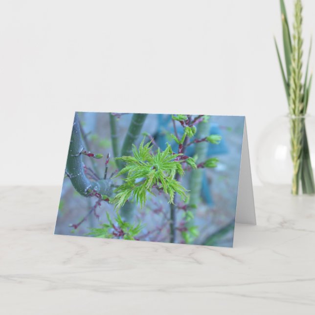 Die Mähnen-japanischer Ahorn des Löwes Karte (Vorderseite)