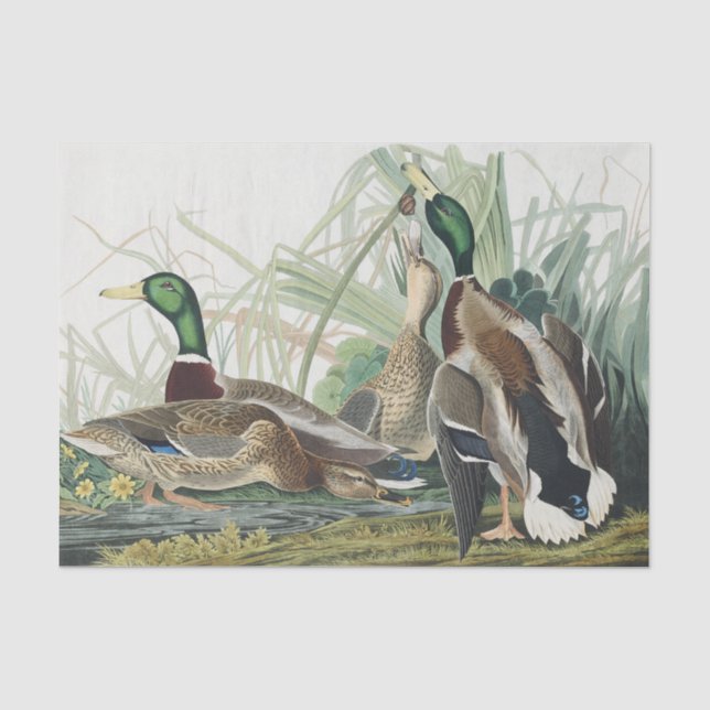 Die Mallard Duck Audubon Bird Malerei Seidenpapier (Vorderseite)