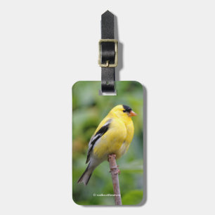 Die männliche amerikanische Goldfinch auf dem Bamb Gepäckanhänger