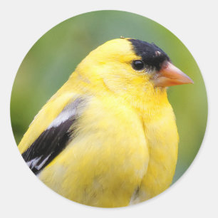 Die männliche amerikanische Goldfinch auf dem Bamb Runder Aufkleber
