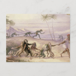 Die Mannschaften und die Gebräuche der Affen Postkarte