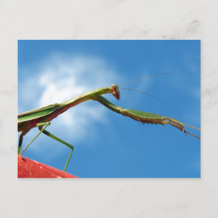 Die Mantis Postkarte