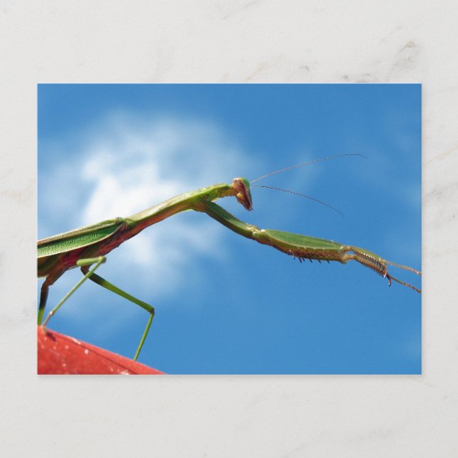 Die Mantis Postkarte (Vorderseite)