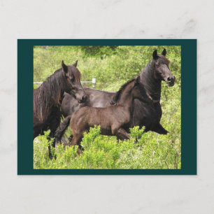 Die Mares-Postkarte Postkarte